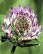  Red Clover can contribute to Estrogen Dominance